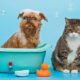 Frequencia ideal de banhos em caes e gatos 80x80