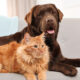 Os Perigos Escondidos Dentro da Sua Casa para Caes e Gatos  80x80
