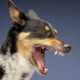 Cachorro louco 80x80