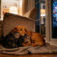 Como proteger caes e gatos com medo de fogos de artificio 80x80