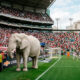 elefante branco estadio de futebol 80x80